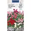 Насіння Цикламен персидський Насіння України суміш 5 шт. (763800) - мініатюра 1