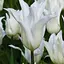Тюльпан "White Triumphator" (лілієцвітний) (186184) 2 шт - мініатюра 1