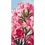 Картина по номерам ArtCraft Pink flowers 40х80 см (13100-AC) - миниатюра 1