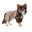 Дождевик Pet Fashion Mustang для собак размер S2 - миниатюра 2