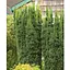 Тис середній "Hicksii" (ком/сітка) висота 70-80см (189065) 1 шт - мініатюра 1