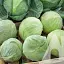 Капуста білоголова Садиба Саксесор F1, 20 шт. - мініатюра 1