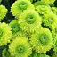 Хризантема мультифлора шаровидная "Verdisimo" (185963) 1 саженец - миниатюра 1