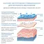 Набір для живлення та зволоження нормальної шкіри восени Autumn nutrition and hydration for normal skin Hillary - мініатюра 5