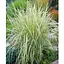 Райграс клубненосный Arrhenatherum bulbosum (многолетний декоративный злак) (152232) 1 саженец - миниатюра 1