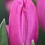 Тюльпан "Pink Flag" (186311) 2 шт - миниатюра 1