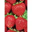 Саженец Agro-Market Клубника алая Делишес (Delicious) 5 шт (итальянская селекция, премиальный супер ранний сорт) (38439) - миниатюра 1