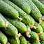 Огурец Весна Нежинский (в банке) Органик 15г (45005) - миниатюра 2