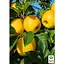 Саджанець Agro-Market Яблуня Опал (зимовий сорт, пізній термін дозрівання) 1 шт. в упаковці (187727) - мініатюра 1