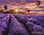 Набор для росписи по номерам Цветущая лаванда, 40x50 см, КНО2839 - миниатюра 1
