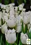 Тюльпан "Honeymoon" (186257) 2 шт - миниатюра 2