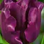 Тюльпан "Crown Of Negrita" (50739) 2 шт - мініатюра 1