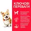 Сухий корм Hill’s SP Adult Small&Mini для дорослих собак малих і мініатюрних порід з куркою 0.3 кг - мініатюра 2
