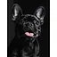 Картина по номерам Strateg Французский черный бульдог на черном фоне 30х40 см (FH-32) - миниатюра 1