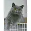 Алмазная картина Интересный котик HX177 30х40 см - миниатюра 1