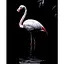 Картина по номерам Strateg Фламинго в воде на черном фоне 40Х50 (AH1268) - миниатюра 1