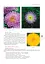 Айстри. Біологічні особливості. Вирощування. Використання. Сорти - миниатюра 8