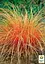 Осока теракотова "Prairie Fire" вазон С2 висота 20-40см (153284) 1 саженец - мініатюра 2