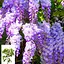 Глициния 4-летняя китайская "Созёрн Бел" (Wisteria chinensis Southern Belle) С2 высота саженца 60-100см (57025) 1 саженец - миниатюра 4