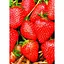 Саженец Agro-Market Клубника Виктория 5шт (ремонтантный сорт) (37303) - миниатюра 3