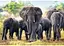 Пазл Trefl Африканські слони 1000 ел. (10442) - мініатюра 2