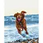 Картина по номерам на підрамнику Brushme Собачка в морі - мініатюра 1