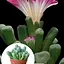 Літопси Agro-Market Живі Камені (Frithia Pulchra) (50778) 1 саджанець в упаковці (кімнатний) Нідерланди - мініатюра 3
