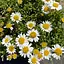 Эригерон Альпийский (мелколепестник горный) (189542) 1 саженец в упаковке - миниатюра 1