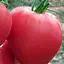 Томат Весна Бычье сердце розовое (в банке) Органик 3г (44894) - миниатюра 2