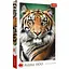 Пазл Trefl Портрет Тигра 1500 эл. (26204) - миниатюра 1