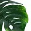 Штучна рослина Engard Monstera 110 см (TW-04) - мініатюра 3