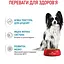 Вологий корм для цуценят Royal Canin Puppy X-Small для дрібних порід 1.02 кг (12 шт. х 85 г) - мініатюра 4