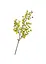 Гілка штучна "Евкаліпт", лимонно - жовта 61 см (8408-026) Elisey   - мініатюра 1