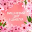 Кондиціонер для білизни Lenor Вишневий цвіт та шавлія 47 циклів 987 мл   - мініатюра 2