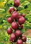 Крыжовник на штамбе Agro-Market "Сенатор" (средний срок созревания) (44847) 1 саженец в упаковке - миниатюра 4
