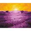 Картина по номерам на підрамнику Brushme Схід над лавандою - мініатюра 1