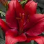 Лилия "Rapid Red" (186405) 1 шт - миниатюра 1