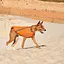 Жилет Pet Fashion E. Vest для собак, розмір M, помаранчевий - мініатюра 4