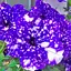 Петуния "Night Sky" (контейнер №10 высота 10-15см) (185758) 1 саженец - миниатюра 1