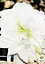 Гиппеаструм махровый "White Amadeus" (Амариллис) (177193) 1 шт - миниатюра 3