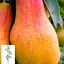 Груша Agro-Market "Талгарська красуня" вкорінена в контейнері (саджанець 2 роки) (156415) 1 саджанець в упаковці - мініатюра 1