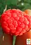 Малина Agro-Market "Версаль" (ранний срок созревания, высокоурожайный и бесшипый сорт) 1-летний саженец (189532) 1 шт в упаковке - миниатюра 2