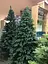 Штучна пухнаста ялинка Преміум (висота 2.60 м) лита (Зелена) - мініатюра 10