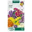 Насіння квітів Насіння України Кермек (статиця) суміш 0,2 г  - мініатюра 1