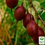 Крыжовник слабошипный Agro-Market "Тиксия" (средне-поздний срок созревания, крупноплодный сорт) (187490) 1 саженец в упаковке - миниатюра 1