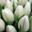 Тюльпан "White Prince" (186315) 2 шт - мініатюра 1