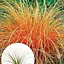 Осока теракотова "Prairie Fire" вазон С2 висота 20-40см (153284) 1 саженец - мініатюра 4