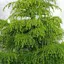 Криптомерия японская Элеганс Виридис (Cryptomeria japonica Elegans Viridis) вазон Р9 (82996) 1 саженец - миниатюра 1