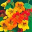 Настурция "Махровая смесь" ТМ "Весна" 0.5г (15250) - миниатюра 1