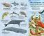 Велика книга морських мешканців - миниатюра 5
